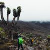 7 days Machame route kilimanjaro climbing/trekking