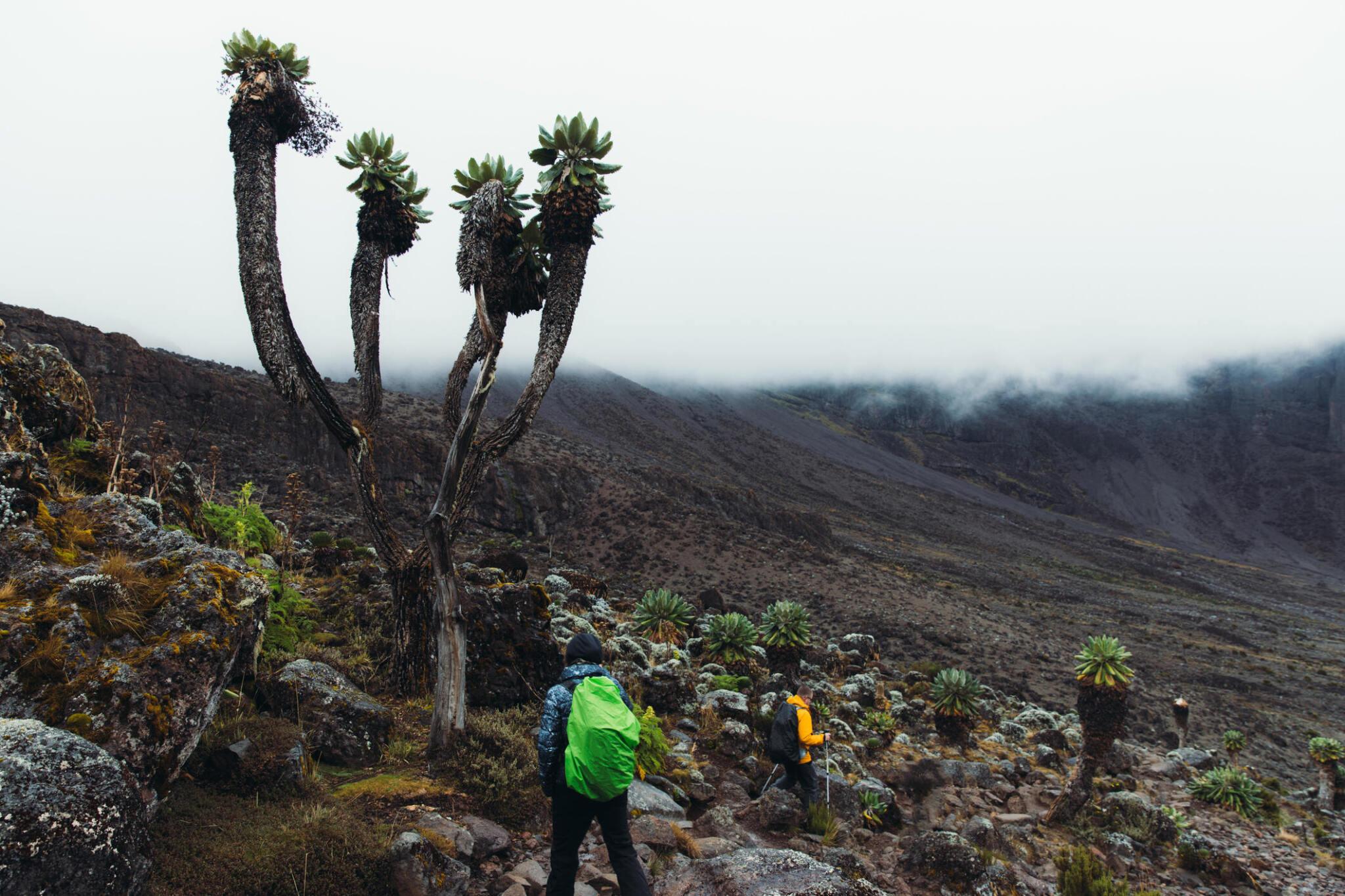 7 days Machame route kilimanjaro climbing/trekking