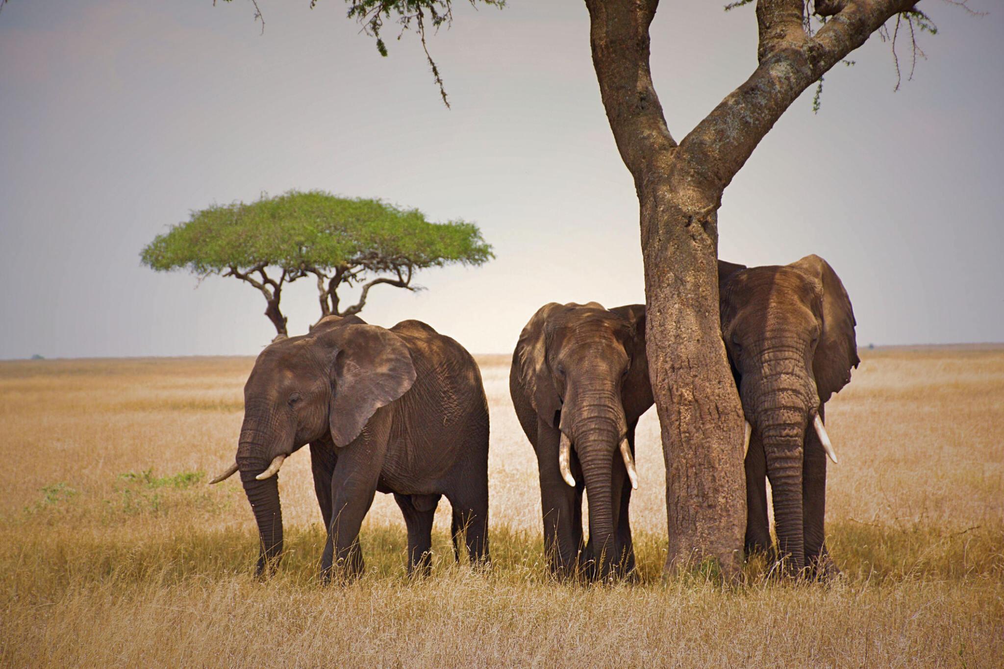 6 days Tanzania safari to Arusha, Tarangire, Serengeti, Ngorongoro crater, and Lake Manyara