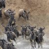 6 days Serengeti wildebeest safari in Tanzania.