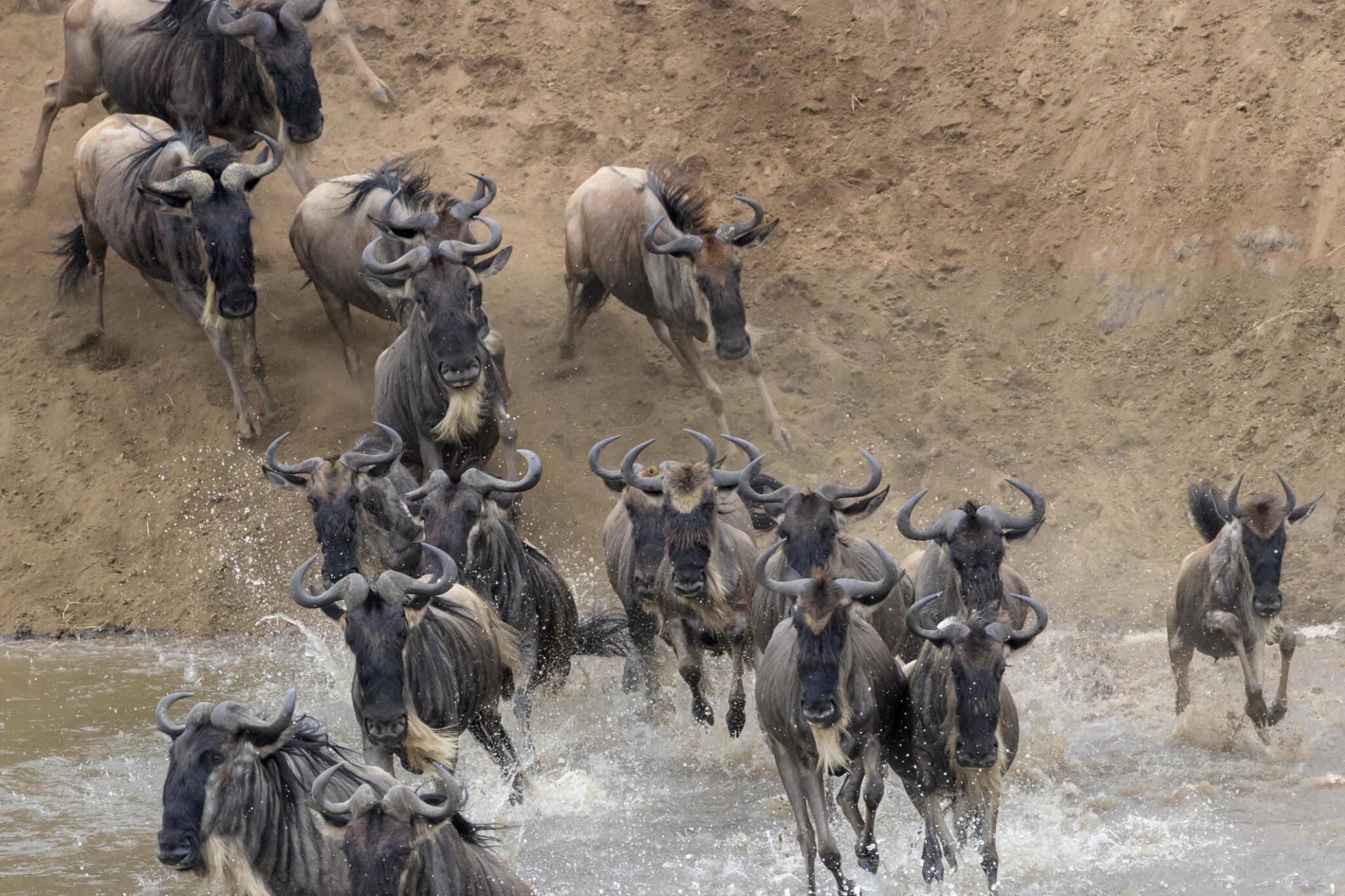 6 days Serengeti wildebeest safari in Tanzania.