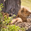 3-day Tanzania Northern Circuit Safari