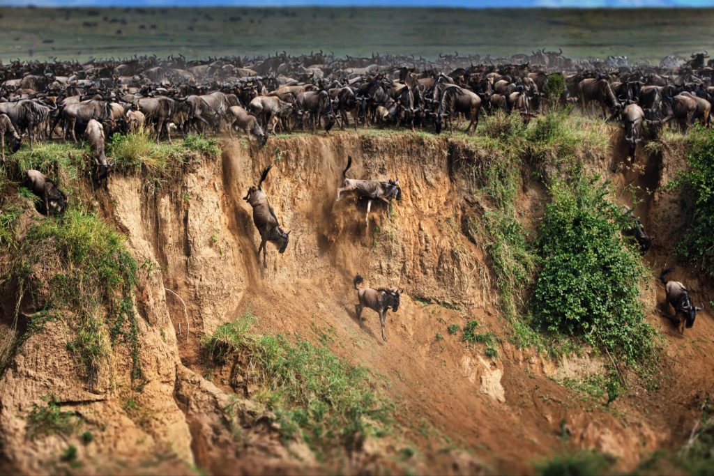 7-day Greatest Serengeti Migration Safari