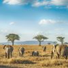 6-day Tanzania Northern Circuit Safari