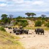 2 days Tanzania safari to Arusha and Tarangire