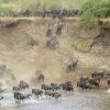 5 day Great Serengeti Migration Luxury Safari.