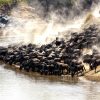 4 days Serengeti Greatest Migration Safari (Ndutu Calving Season)